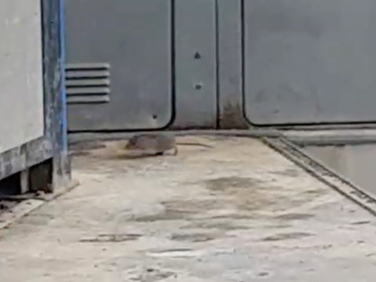 Крыса прокатилась в автобусе из Дальнего в Южно-Сахалинск