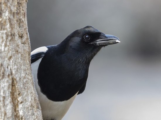 Не ловить птиц и не надевать черное: приметы и запреты на 22 марта