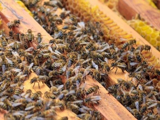  В Приангарье обследуют пчел