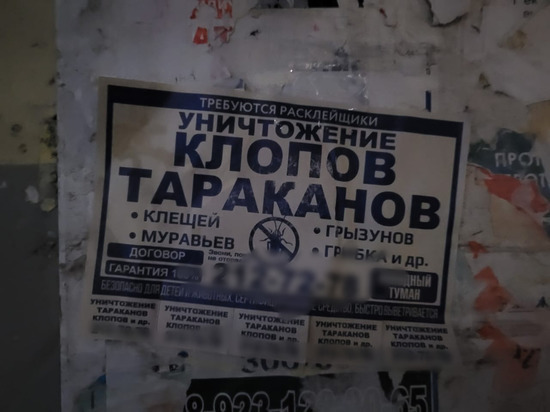 В Новосибирске жители подозревают дезинсекторов в распространении тараканов по домам