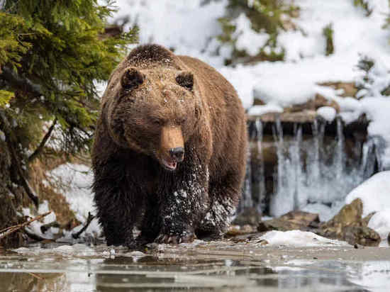 Медведи в лесах Томской области проснутся только в апреле