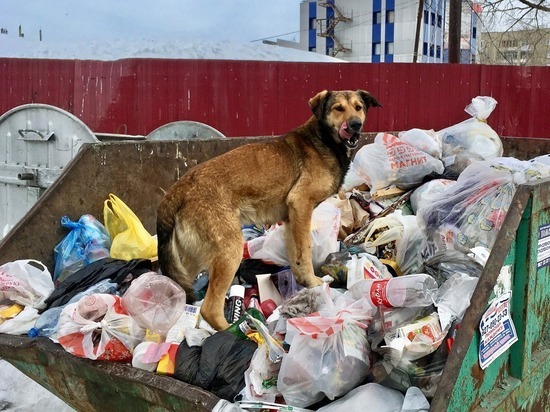 Жительница Комсомольского поселка заработала на укусе собаки