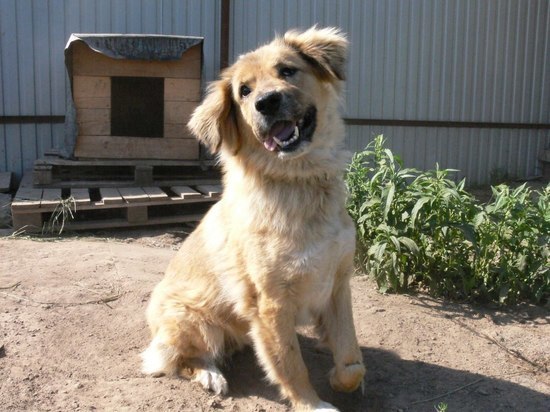 Депутаты предложили штрафовать петербуржцев за выгул опасных собак без намордника