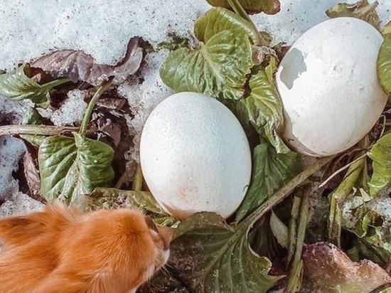 Яйца размером с ладонь нашла в огороде жительница подмосковной деревни
