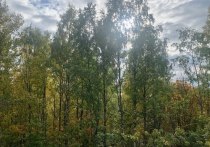 Как стало известно, старший участковый лесничий филиала «Русский лес», говоря бюрократическим языком, хотел «повысить показатели»