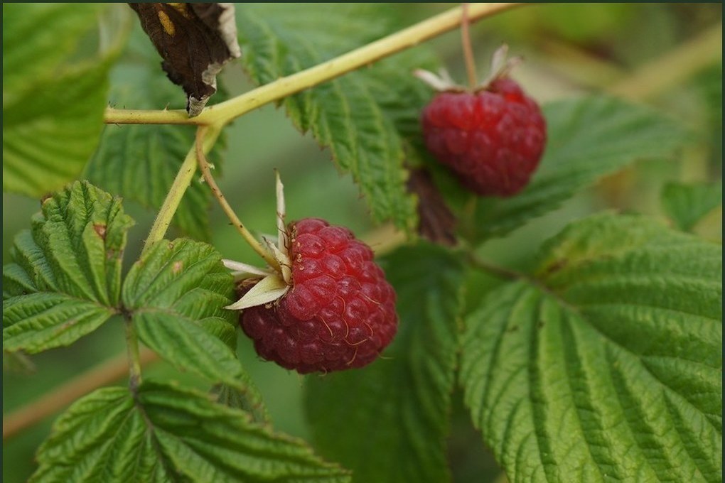 Summer residents were told how to feed raspberries after the snow melted
