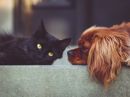 Ветеринар дал советы, как подружить кошку и собаку
