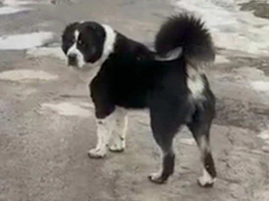 На Советской улице в Рязани алабай загрыз маленькую домашнюю собаку
