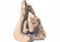 Уникальную рукотворную «матрешку», изготовленную из костей животных возрастом 23 тысячи лет, нашли в Западной Сибири палеонтологи