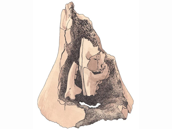 Российские ученые нашли «матрешку» из палеолита: песец в мамонте
