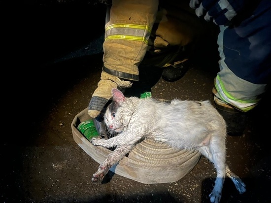 Кот Пузик, спасший саратовца на пожаре, вошёл в ТОП-5 премии «Мой ласковый и нужный зверь»