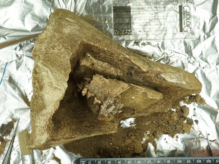 Российские ученые нашли «матрешку» из палеолита: песец в мамонте