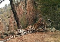 Нацпарк «Земля леопарда» сообщает, что котенок самки Leo 190F запечатлён на снимке