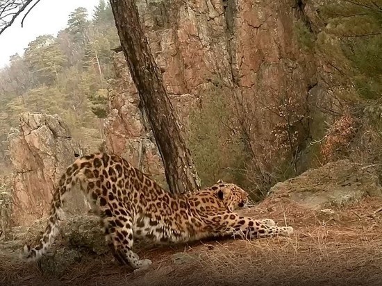 Как правильно делать зарядку показала самка леопарда в Приморье
