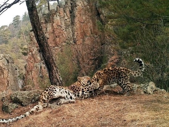 Фотоловушка запечатлела трогательный момент семейных объятий редких дальневосточных леопардов