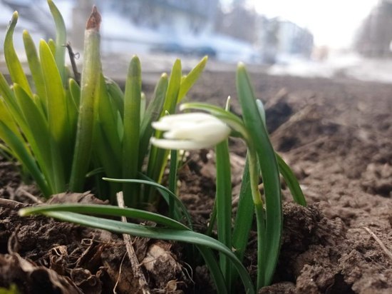 В Красноярском крае начали распускаться первые весенние цветы