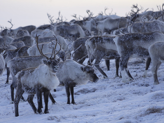 Сельхозпредприятия Чукотки приступили к весенней корализации