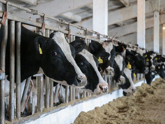 В Приморье построят еще две молочные фермы и зерновой склад
