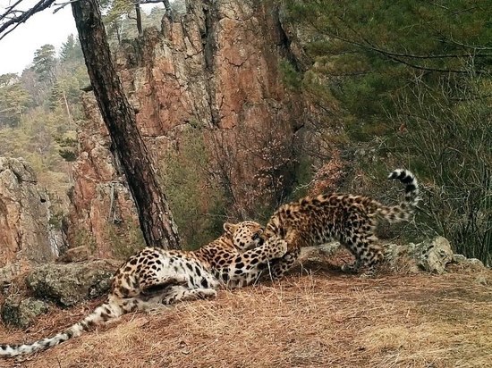 Фитнес-самка леопарда показала своего детеныша