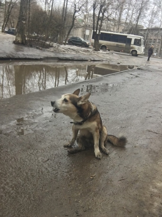 На улице Паши Савельевой в Твери водитель сбил собаку бабушки и уехал