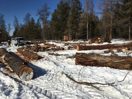 Незаконную рубку в нерестоохранных лесах обнаружила прокуратура в Качугском районе