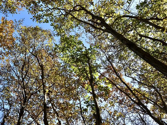 Почти в три раза выросла площадь особо защитных участков лесов в Приморье