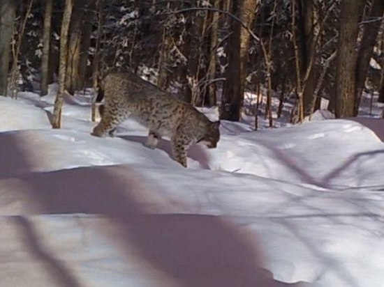 В заповедном лесу Серпухова в ловушку был пойман хищник