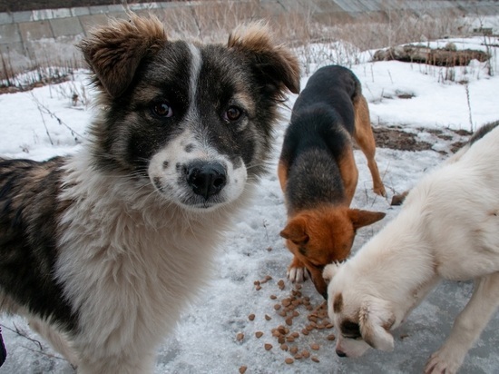 В Челябинской области бродячие собаки чуть не загрызли школьника