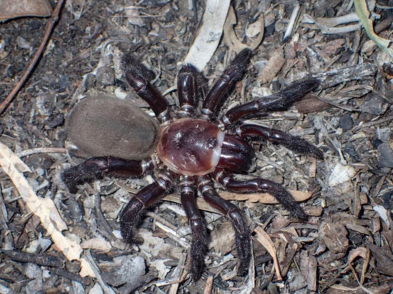 NBC: Австралийский паук длиной более 20 сантиметров получил статус вымирающего при своем открытии