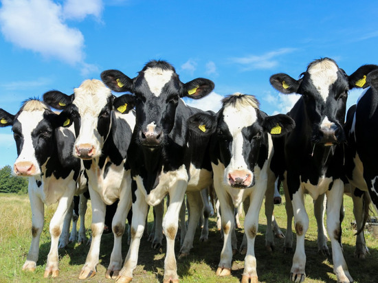 Ивановостат заявил о росте производства скота и птицы на убой в Ивановской области