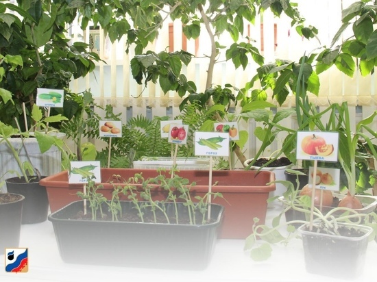 В Губкинском все садики обеспечили семенами и оборудованием для выращивания детьми овощей и ягод