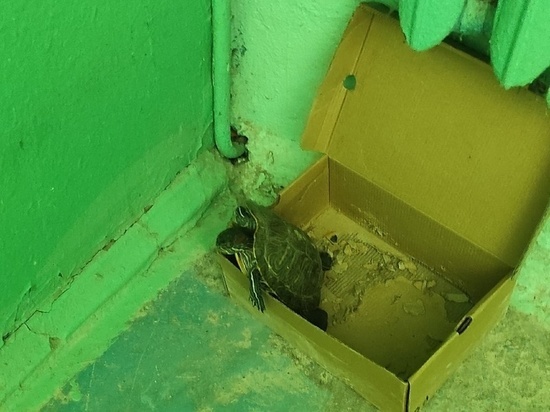 В Новомосковске в одном из подъездов обнаружили черепах