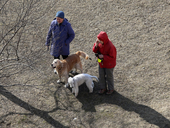 Россиянам рассказали, обязан ли застройщик учитывать площадки для выгула собак в плане дома