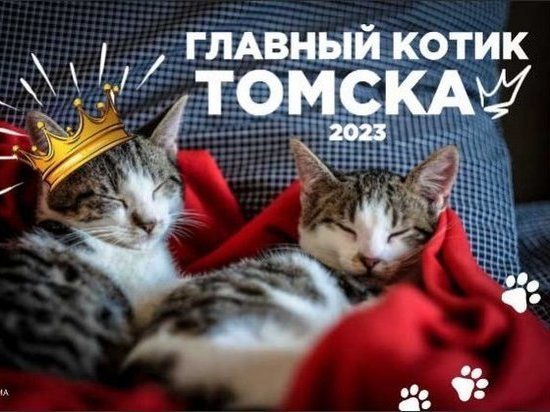 «АиФ-Томск» предлагает проголосовать за первых участников конкурса «Главный котик Томска 2023»