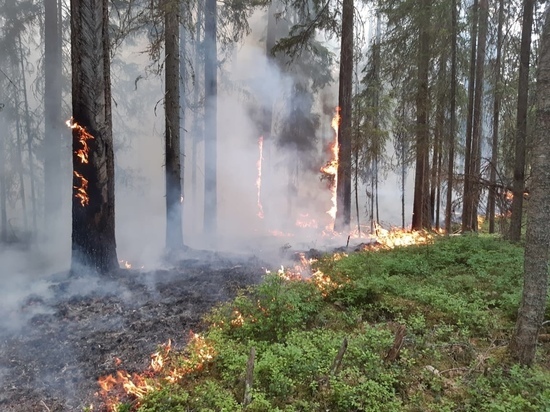 План тушения лесных пожаров на текущий сезон утвердили в Вологодской области