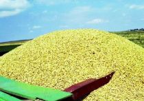 Фермеры из Польши организовали акцию протеста против растущих поставок более дешевого украинского зерна