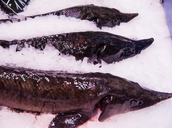 В Астрахани упали цены на рыбу после начала путины