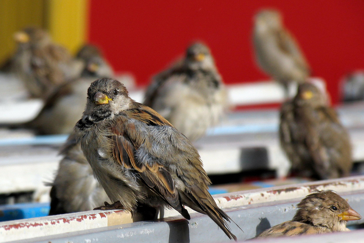 Bird census announced in Moscow