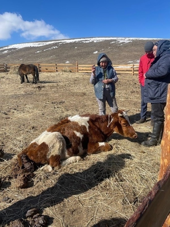 В Туве устанавливает причину гибели племенных коров в Кызылском районе