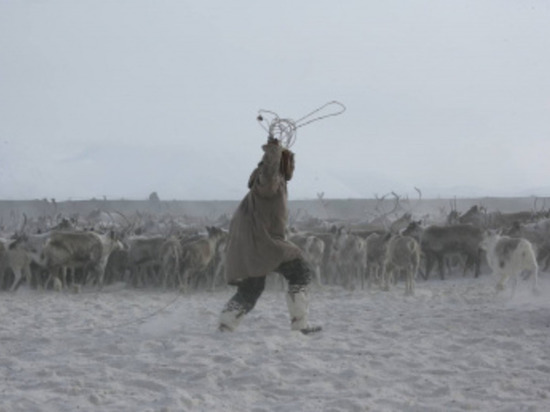 В оленеводческих хозяйствах Чукотки началась весенняя корализация