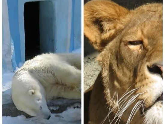 В Новосибирске опубликовали видео весенней прогулки животных зоопарка