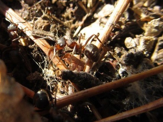 На Таганае раньше срока проснулись муравьи