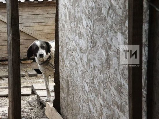 Жители Салмачей смогут бесплатно вакцинировать домашних животных