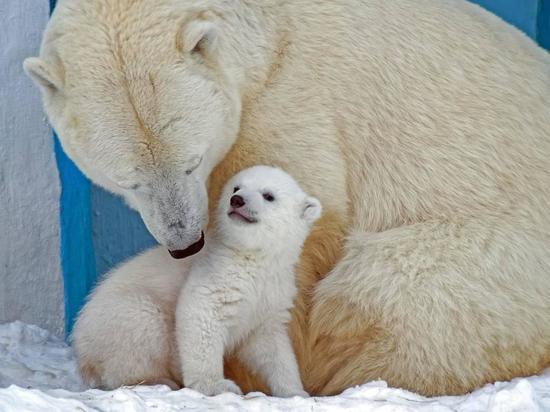 В Новосибирском зоопарке открыли доступ к вольеру с белыми медвежатами