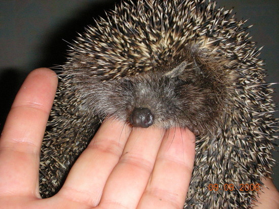 Врач: встреча с ежом в лесу может быть опасна