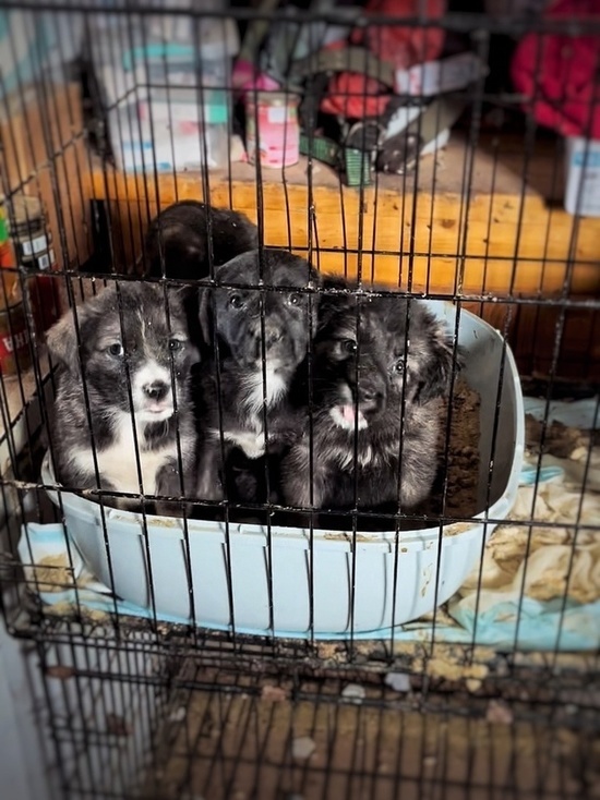 На помойке в Тверской области нашли коробку с шестью щенками