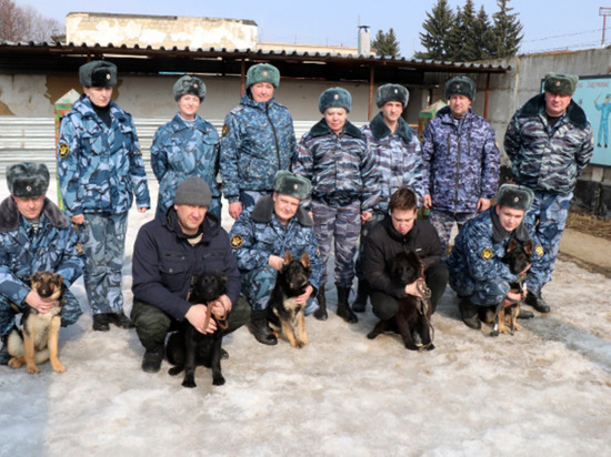 Пять щенков немецкой овчарки отправились из питомника в Донском на службу в Рязанскую область