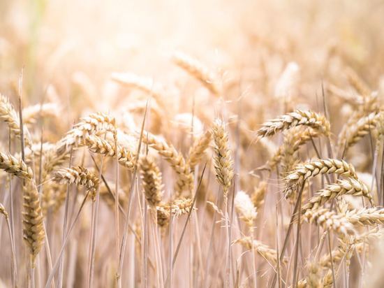 В Воронеж запретили ввозить зараженные семена пшеницы из Белоруссии