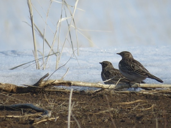 В заповедники Оренбуржья  вовсю хозяйничают перелетные птицы