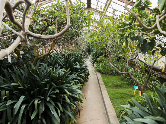 В Томске Ботанический сад ТГУ за год получил около 700 новых растений